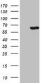 Cell division control protein 6 homolog antibody, CF808380, Origene, Western Blot image 