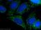 Mitochondrial Ribosomal Protein L34 antibody, 15233-1-AP, Proteintech Group, Immunofluorescence image 