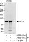 UFM1 Specific Ligase 1 antibody, A303-455A, Bethyl Labs, Immunoprecipitation image 