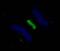 Polo Like Kinase 1 antibody, IHC-00071, Bethyl Labs, Immunohistochemistry paraffin image 