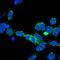 Aminomethyltransferase antibody, orb374296, Biorbyt, Immunofluorescence image 