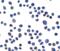 Sushi domain-containing protein 3 antibody, 8475, ProSci, Immunocytochemistry image 