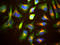 Lysosomal Associated Membrane Protein 1 antibody, LS-B10406, Lifespan Biosciences, Immunocytochemistry image 