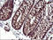 Secretory Carrier Membrane Protein 2 antibody, LS-C788392, Lifespan Biosciences, Immunohistochemistry paraffin image 