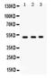 Galactoside 2-alpha-L-fucosyltransferase 1 antibody, PA5-79287, Invitrogen Antibodies, Western Blot image 
