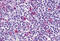 Adhesion G Protein-Coupled Receptor E3 antibody, MBS247571, MyBioSource, Immunohistochemistry frozen image 