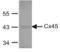 Gap Junction Protein Gamma 1 antibody, 41-5800, Invitrogen Antibodies, Western Blot image 