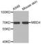 Methyl-CpG Binding Domain 4, DNA Glycosylase antibody, abx001858, Abbexa, Western Blot image 