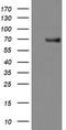 Phosphodiesterase 1B antibody, TA503325, Origene, Western Blot image 