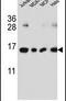H2A Histone Family Member J antibody, PA5-25484, Invitrogen Antibodies, Western Blot image 