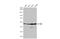 Enolase 2 antibody, GTX101553, GeneTex, Western Blot image 