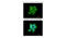 Aldo-Keto Reductase Family 1 Member C1 antibody, OAGA00409, Aviva Systems Biology, Immunofluorescence image 
