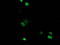 Replication Termination Factor 2 antibody, TA502347, Origene, Immunofluorescence image 