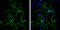 Synemin antibody, GTX134124, GeneTex, Immunofluorescence image 