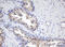 SEN1 antibody, LS-C788761, Lifespan Biosciences, Immunohistochemistry frozen image 