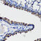 Secretoglobin Family 1A Member 1 antibody, 16-827, ProSci, Immunohistochemistry paraffin image 