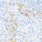 Phospholipase A2 Group IVC antibody, 23-158, ProSci, Immunohistochemistry paraffin image 