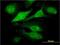 Ring Finger Protein 144B antibody, H00255488-M02, Novus Biologicals, Immunofluorescence image 