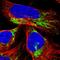 Elongation factor Tu, mitochondrial antibody, HPA018991, Atlas Antibodies, Immunofluorescence image 