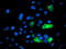 Anaphase Promoting Complex Subunit 2 antibody, TA503405, Origene, Immunofluorescence image 