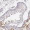 Testis Expressed 37 antibody, NBP1-91727, Novus Biologicals, Immunohistochemistry frozen image 