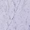 Leucine Zipper Transcription Factor Like 1 antibody, HPA043466, Atlas Antibodies, Immunohistochemistry paraffin image 