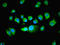BUD31 Homolog antibody, LS-C396882, Lifespan Biosciences, Immunofluorescence image 