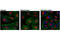 Microtubule Associated Protein 1 Light Chain 3 Beta antibody, 13394S, Cell Signaling Technology, Immunofluorescence image 