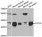 Transcription Factor 19 antibody, LS-C334523, Lifespan Biosciences, Western Blot image 