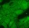 Chaperone protein DnaJ antibody, orb67339, Biorbyt, Immunocytochemistry image 