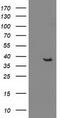 HDJ1 antibody, CF502262, Origene, Western Blot image 