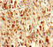 SARS antibody, A53977-100, Epigentek, Immunohistochemistry paraffin image 