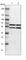 Tyrosyl-TRNA Synthetase antibody, HPA018950, Atlas Antibodies, Western Blot image 