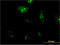 Ribosomal Protein L23a antibody, LS-C198112, Lifespan Biosciences, Immunofluorescence image 
