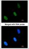 Zinc Fingers And Homeoboxes 2 antibody, NBP1-33415, Novus Biologicals, Immunofluorescence image 