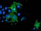 SH2B adapter protein 3 antibody, MA5-25552, Invitrogen Antibodies, Immunocytochemistry image 