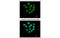 H2A Histone Family Member Z antibody, MBS837313, MyBioSource, Immunofluorescence image 