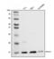 60S ribosomal protein L23 antibody, A06155-2, Boster Biological Technology, Western Blot image 
