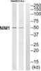 NIM1 Serine/Threonine Protein Kinase antibody, PA5-39440, Invitrogen Antibodies, Western Blot image 