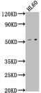 KIAA1147 antibody, CSB-PA012231LA01HU, Cusabio, Western Blot image 