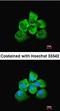 Phosphoglycerate mutase 1 antibody, orb73616, Biorbyt, Immunocytochemistry image 
