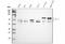 Bridging Integrator 1 antibody, A01551-1, Boster Biological Technology, Western Blot image 