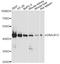 DnaJ Heat Shock Protein Family (Hsp40) Member B12 antibody, A13448, Boster Biological Technology, Western Blot image 