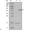 Presenilin Associated Rhomboid Like antibody, LS-C812828, Lifespan Biosciences, Western Blot image 