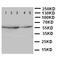 Iduronate 2-Sulfatase antibody, LS-C313053, Lifespan Biosciences, Western Blot image 