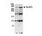 RBP2 antibody, NB100-93337, Novus Biologicals, Western Blot image 