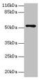 Coiled-Coil Domain Containing 14 antibody, CSB-PA672101EA01HU, Cusabio, Western Blot image 