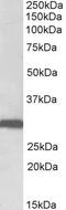 Stomatin antibody, PA5-37857, Invitrogen Antibodies, Western Blot image 
