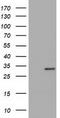 Myo-Inositol Oxygenase antibody, TA501422S, Origene, Western Blot image 