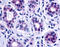 Adhesion G Protein-Coupled Receptor F4 antibody, TA340648, Origene, Immunohistochemistry frozen image 